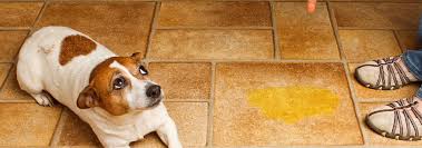 Generally speaking, a puppy can control their bladder one hour for every month of age. How To Discipline A Dog Properly Hill S Pet