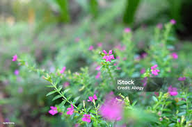 Image result for Caryophyllaceae