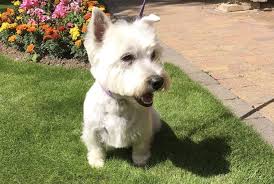 Our rehoming centres are open by appointment only. New Research Identifies The Most Common Illnesses Suffered By Westies Vetsurgeon News Vetsurgeon Vetsurgeon Org