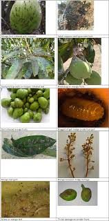 It generates black spots both on the leaves. Sucking Pests Of Mango Springerlink