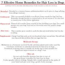 Food allergies are another possible cause of hair loss. 1 Homemade Food Substitutes Hair Loss Dogs Can Be Caused By Allergies Hair Loss Dogs Whether The Dog Dog Hair Loss Hair Loss Remedies What Causes Hair Loss