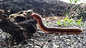 A centipede has a flat brownish body which is divided into multiple segments. Centipedes And Millipedes Lots Of Legs What S The Difference Live Science
