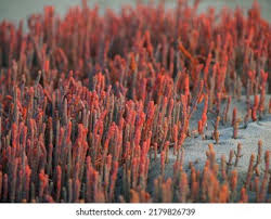 Image result for Sarcocornia