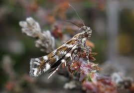 Image result for Ericinella