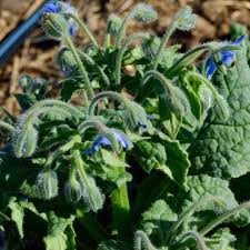 Image result for Borago officinalis