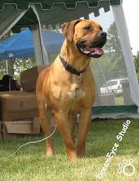 Related to boerboel rottweiler mastiff mix. I Want A Boerboel So Bad Boerboel Mastiff Dogs South African Mastiff