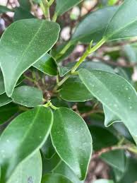 Image result for Inversodicraea