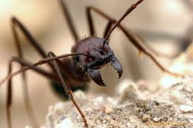 Aphaenogaster Cockerelli Guarding The Nest Tucson Arizona Usa Ants Insects Ant Farms