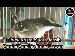 Ciblek kristal lagu mp3 download from mp3 ssx last update mar 2021. Suara Burung Ciblek Kristal Fighter