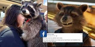 Guardians Of The Galaxy Rocket Racoon S Real Life Model Mr Oreo Passed Away The New Indian Express Explore oreo and friends' photos on flickr.