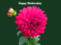 good morning photo के लिए इमेज परिणाम