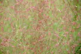 Image result for Eragrostis macrochlamys