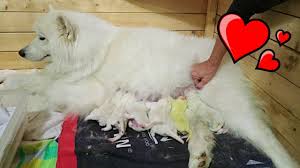 Samoyed Dog Giving Birth To 12 Puppies Birth Vlog Youtube