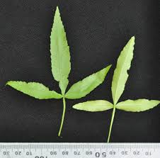 Image result for Searsia leptodictya