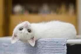 Cat lovers like us know that. White Cat Names Male And Female Over 200 Ideas