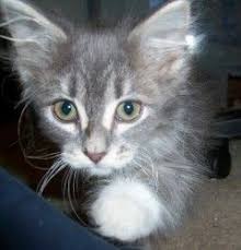 Jellico Is An Adoptable Domestic Medium Hair Gray And White Cat In Plymouth Mn Jellico Jellico Is An Act Grey And White Cat Cats And Kittens Cat Adoption