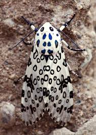 Black And White Spotted Moth Uk Pin By Melodie Szakats On Bees Butterflies Moths Other Insects Leopard Moth Giant Leopard Moth Tiger Moth