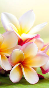 Wallpaper Iphone Summer Jasmine Flower Tattoos Plumeria Flowers Flower Wallpaper