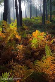Radivs Warm Forest By Christophe Carlier Pteridium Aquilinum Fougere Aigle Ou Grande Fougere Bracken Or Eagle Photographie De Paysages Photos Paysage