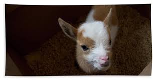 Goats are, hands down, one of my absolute favorite animals. Baby Goat Bath Towels Fine Art America