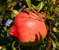 Image result for Myrtaceae