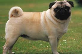Pug Puppies For Sale From Reputable Dog Breeders