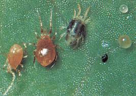 Check spelling or type a new query. Spider Mite Pests