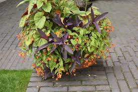 Image result for Begonia sutherlandii
