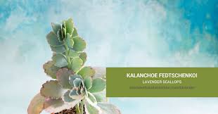 Image result for Kalanchoe fedtschenkoi