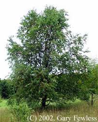 Cherry blossom events | wedding & event planning madison, wisconsin. Trees Of Wisconsin Prunus Serotina Black Cherry