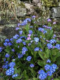 My flowers were beautiful and we couldn't have asked for anything more. Variations On A Theme Forget Me Not Heartleaf Or Green Alkanet Susan Rushton