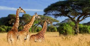 Exploring Tarangire National Park Tanzania On Your Next Safari Trip