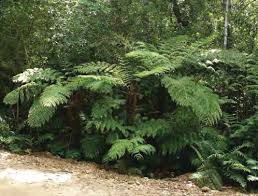 Image result for Vittaria reekmansii