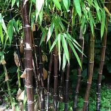 Bambusa Lako At San Marcos Growers Black Bamboo Tropical Garden Bamboo