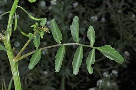 Image result for Nasturtium microphyllum