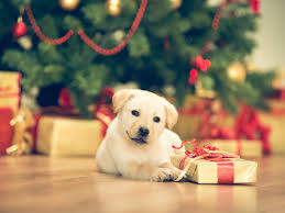 Christmas trees and cats can be a dangerous combination. Christmas Tree Puppy Safety