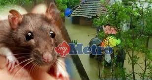 Penyakit bawaan makanan dan air penyakit jenis ini berlaku apabila terdapat. Penyakit Kencing Tikus Landa Kerala