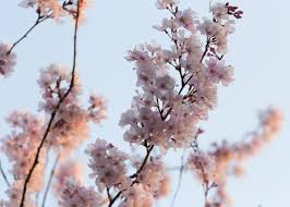 Buy prunus pink shell from pippin trees Cherry Blossom Branches Poster By Bear Amber Art Displate