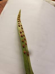 Image result for Pleopeltis macrocarpa