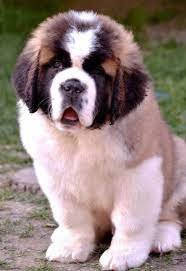 Saint Bernard Puppies Type Dogs Saint Bernard Puppies R Heavy Bonethey R Dewormedint Can St Bernard Puppy Dogs And Puppies Saint Bernard Dog