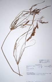 Image result for Cyperus rigidifolius