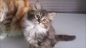 Siberian Cat Kittens For Sale by Reputable Breeders ...