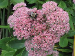Image result for Sedum