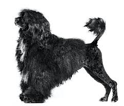Temel özellikleri portekiz su köpeği dayanıklı, orta büyüklükte, kaslı bir köpektir. Portekiz Su Kopegi Royal Canin