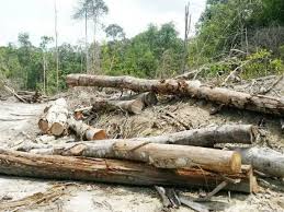 Pembalakan Haram Di Kelantan Ibarat Kanser Tahap 4