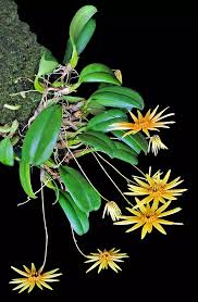 Image result for Bulbophyllum josephi