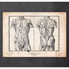 Derived from the male figure, this anatomy torso bust has additional sculpting & anatomy shows. Male Torso Anatomy Print Medshop Malaysia