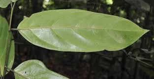 Image result for Strombosiopsis