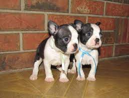 What's the best price for a buggs puppy? Boston Terrier Puppies For Sale Alberta