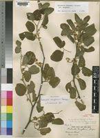 Image result for Balanites maughamii